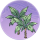 芭蕉丛·催青.png