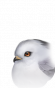 小头像-绣球.png