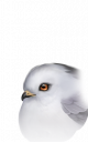 小头像-绣球.png