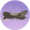 尖刺棘木·珍品.png