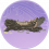 尖刺棘木·珍品.png