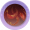 鸳鸾高翔.png