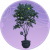 盆栽.png