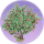 夹竹桃·金胜.png