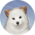 密探头像-飞云.png