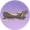 爱心鳞木·珍品.png