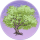 梅树·柳青.png