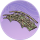 木桥·催青.png