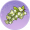 槐花（回乡路）.png
