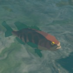 Item FishGet L Icon.png