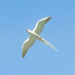 Animal SkyGull A Icon.png