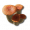 中红柱状菌.png