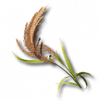 物品 金石稻.png