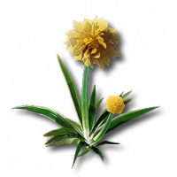 物品 蓬茸锦草.png