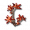 至晶多齿叶.png