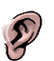 Ear eastern 002u m.png