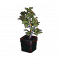 道具 盆栽植物.png